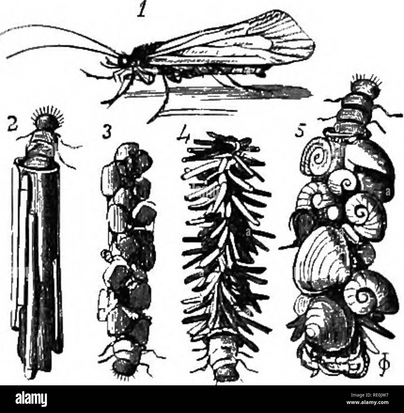 . Die Welt der tierischen Lebens. Zoologie. ORTHOPTERA 371 Nummern der hungrigen Feinde sind immer auf die Uhr sie zu verschlingen. Damit Sie sich an die Arbeit, um sich vor Angriffen zu schützen. Diese Sie, indem Sie ein wenig "case", in dem zu leben. Das Material, aus denen es aufgebaut ist sehr unterschiedlich. Einige caddis Maden einfach zwei Tote Blätter aneinander befestigen und Leben zwischen ihnen. Einige machen einen Fall von kleinen Steinen oder Sand; andere haben nichts aber Grashalme, oder Bits aus Schilf, die Sie sorgfältig in geeignete Längen geschnitten. Andere wiederum bevorzugen die Schalen der Schnecken, eine Minute Wasser Stockfoto