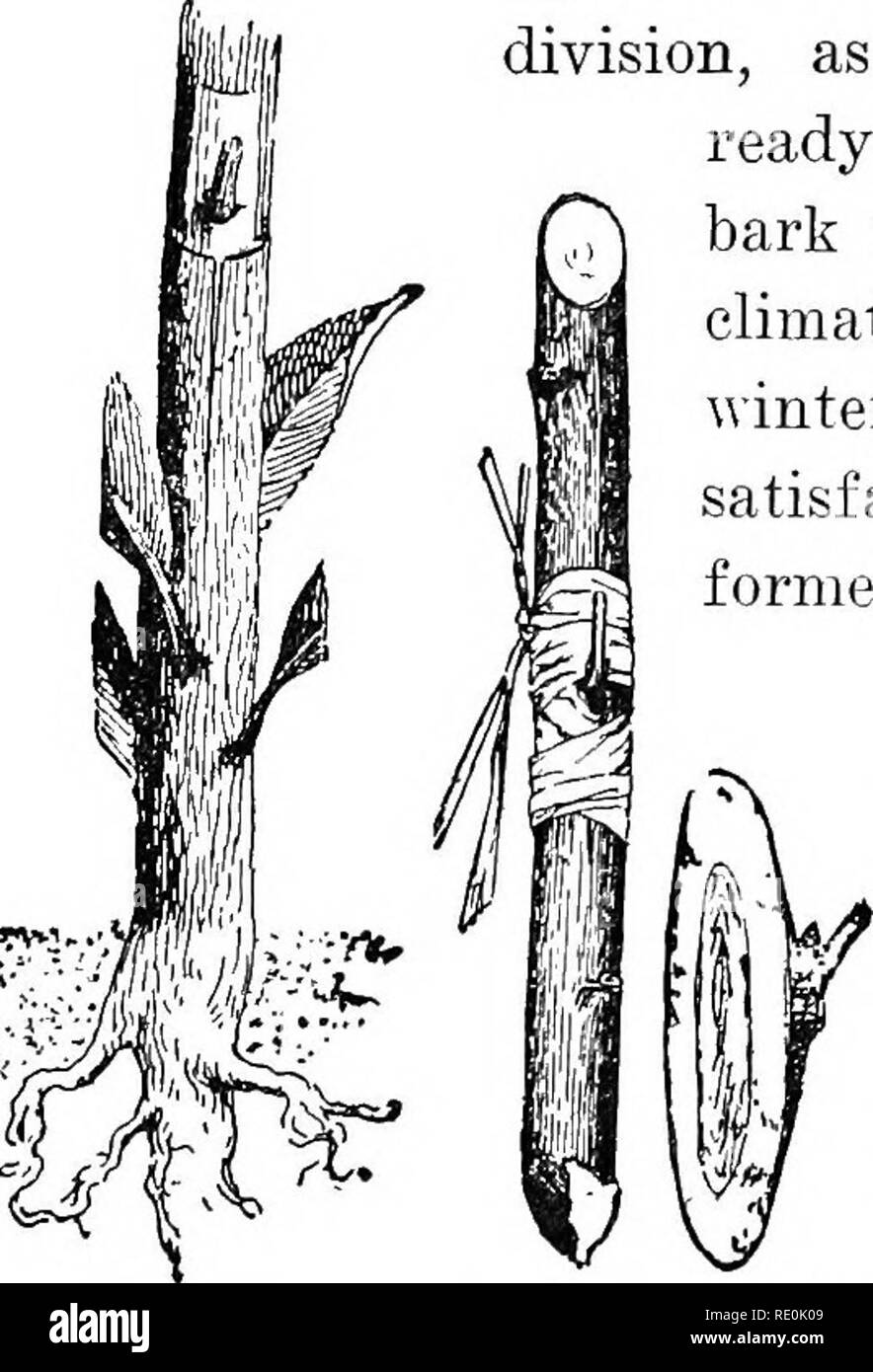 . Grundsätze der Pflanze Kultur; eine elementare Abhandlung als text-Buch für Anfänger in der Landwirtschaft und im Gartenbau. Gartenbau, Botanik. Vermehrung durch Pfropfen. 231 394. Angehende ist jetzt weitgehend in Propa-gating Obstbäume, Rosen und die Sorten von Laub- und Zierbäume und Sträucher. Ein (normalerweise ruhenden) Blatt - Knospe, vsdth einen kleinen Teil der umliegenden Rinde (Abb. 120), ist in Kontakt vsdth das kambium Schicht der Börse platziert. Angehende kann erfolgreich sein, wenn die Zellen des Kambiums Layer in einem aktiven sind Wenn^ IIiI'/Im Geschäftsbereich, die durch die Bereit-sepa angezeigt Stockfoto