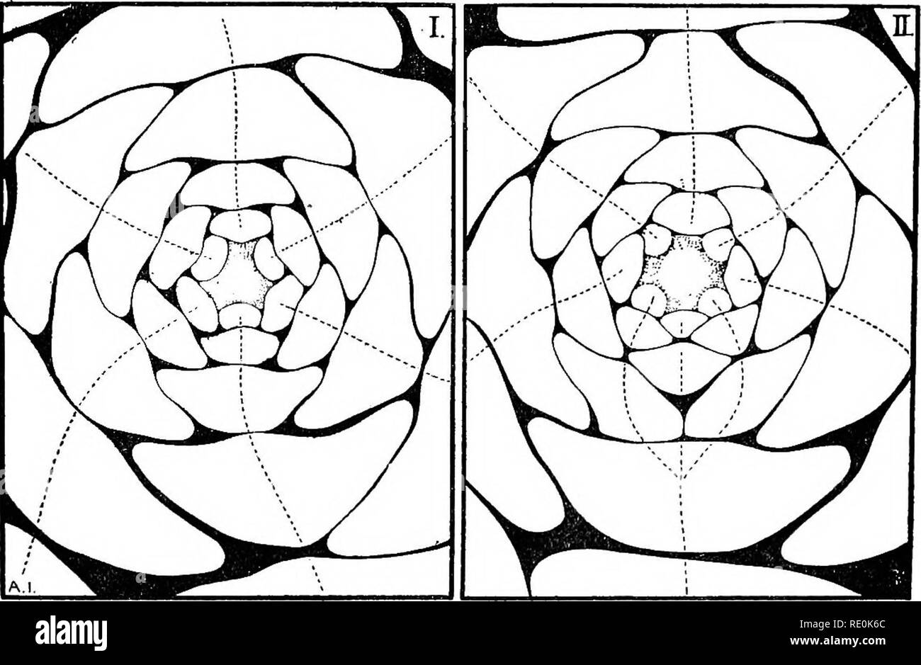 . Über das Verhältnis der Phyllotaxis zu mechanischen Gesetzen. Phyllotaxis; Blätter. Anomale SERIE. 205 Sobald die Gleichstellung erreicht ist, den symmetrischen Aufbau folgt als eine mathematische Folge. Wie klein die Änderung kann sein wird zum Beispiel durch einen Vergleich der strukturellen Grafik für ein (6 + 7) mit (6 + 6). Das Ergebnis ist jedoch sehr, dass ein Akku gesondert gleichzeitige Bildung von einem ganzen Zyklus von Mitgliedern für eine serielle Bildung ersetzt wird; sie dient aber darauf hin, dass die tatsächlichen Erscheinungsbild der Mitglieder, in der Zeit, hat vielleicht wenig mit den Mechanismus zu tun bringen auffällig Stockfoto