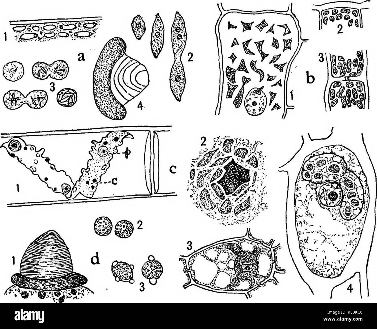 Studien Uber Die Pflanzenzelle Pt 1 8 Pflanzliche Zellen Und Gewebe Nr 449 Sri Stirbt Auf Der Pflanzlichen Zelle Z 11 Botrydium In Der Rhodophycese E G Polysiphonia Und Auch In Der Palisade Zellen