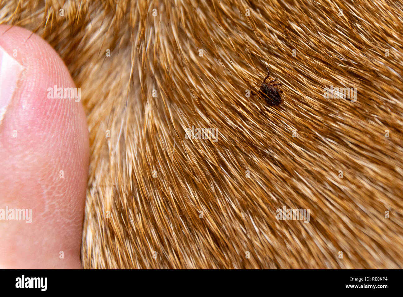 Haken im Fell des Hundes. Einen Parasiten auf der Haut des Hundes  Stockfotografie - Alamy