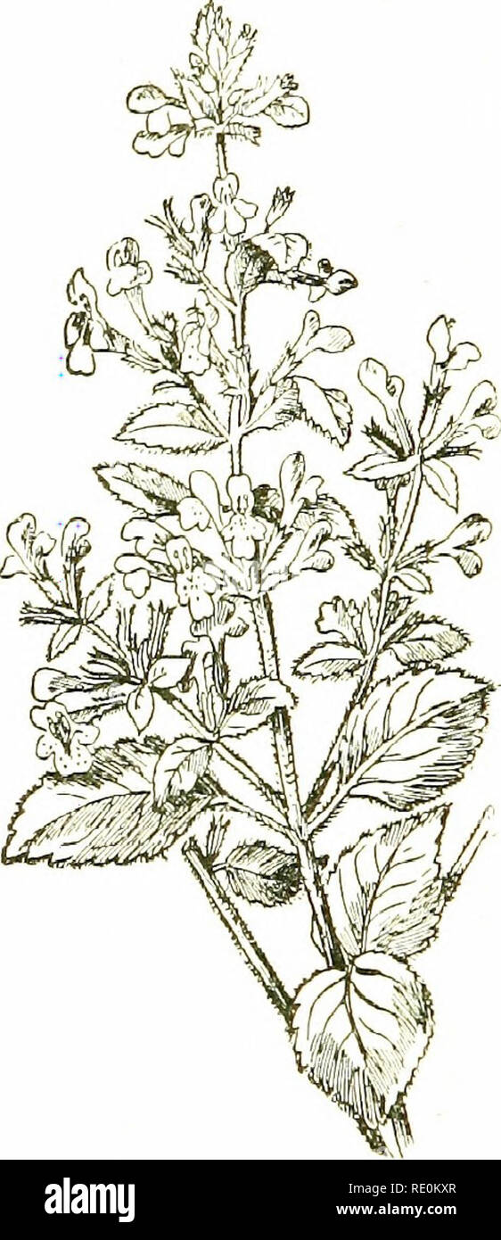 . Blumen des Feldes. Botanik. CLINOPODIUll vulcAr^{U' iui Basilikum). CALAMINTHA CLINOPODIUM{CalanuKt). rosa-rote Blumen in überfüllten, viele Blüten, meist Axillar wliorls, mit zahlreichen, langen, borstige Hüllblätter bilden eine Art Hülle gleicht einer grünen Fuß-Stuhl. Trockene bushv Pflanzen; gemeinsame. Die Anlage ist Herunterscheint aromatisch.-FL Juli - iScptcnilicr. Mehrjährig. 2. C. Acinos (Basilikum Thymian). - Eine kleine, Bush, downv, herba - ceous Pflanze, 6-S in. Liii;!!, mit aufsteigender, Bram gelogen: behaart, eiförmig, Ripp, akute Blätter auf kurzen Stielen; und Violett lloioers in. Bitte beachten Sie, dass diese Bilder Stockfoto