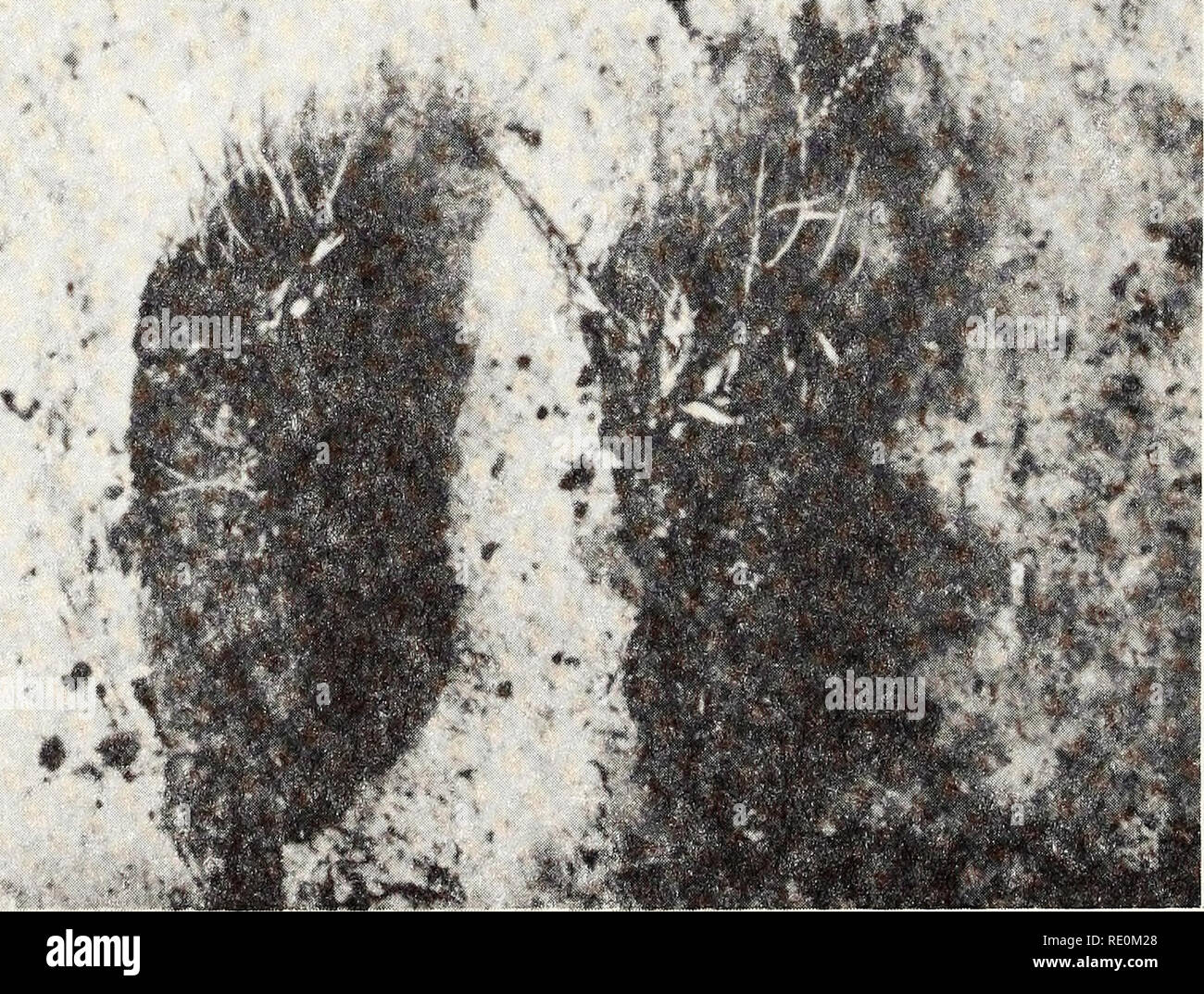 . Ökologische Studie der Amoco Cadiz Ölpest: Bericht des NOAA-CNEXO Gemeinsame wissenschaftliche Kommission. Amoco Cadiz (Schiff); Öl; Ölunfälle. Abbildung 8. Stecker Typ Transplantationen von Juncus. "*R. * S%. + êJÊ ABBILDUNG 9. Stecker Typ Transplantationen von spartina. 370. Bitte beachten Sie, dass diese Bilder sind von der gescannten Seite Bilder, die digital für die Lesbarkeit verbessert haben mögen - Färbung und Aussehen dieser Abbildungen können nicht perfekt dem Original ähneln. extrahiert. NOAA-CNEXO Gemeinsame wissenschaftliche Kommission. [Rockville, MD: US Dept. für Handel, nationale ozeanische und atmosphärische EIN Stockfoto