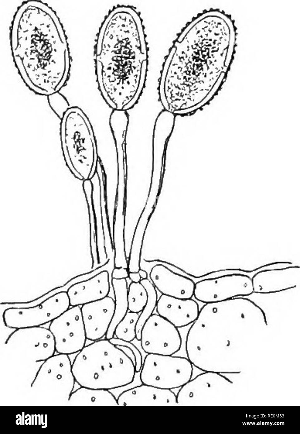 . Versuche mit Pflanzen. Botanik. 402 EXPJCBIMJSNTS MIT PFLANZEN Sporen), wie in Abb. 1 gezeigt. 225. Diese beiden Formen der Sporen aus der gleichen Myzel entwickelt werden, die eine. Bitte beachten Sie, dass diese Bilder sind von der gescannten Seite Bilder, die digital für die Lesbarkeit verbessert haben mögen - Färbung und Aussehen dieser Abbildungen können nicht perfekt dem Original ähneln. extrahiert. Osterhout, Winthrop John Van Leuven, 1871 -. New York, der Macmillan Company; London, Macmillan &Amp; Co., Ltd. Stockfoto