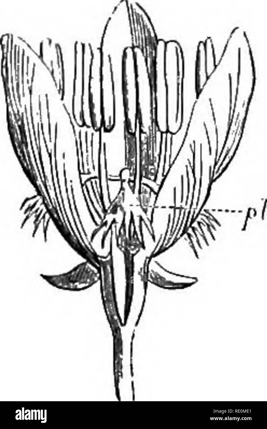 . Ein Handbuch der Botanik. Botanik. - F/f/452. Schande, s, zum Stil, f, der Biijuoniii Arborea.lu der linken Abbildung der lamella' getrennt sind, in anderen tlie eng miteinander angewendet. Abb. 453. Blume einer Spezies von liinnej - mit Fransen Narben, pL, um die Anzahl und den Charakter seiner Abteilungen ing. Der Begriff Lappen ist in der Regel angewendet, wenn die Abteilungen dick sind, wie in der Lilie (Abb. 449) und Melone {Abb. - 450); wenn diese sind abgeflacht und etwas Strap-geformt, wie in der Compositae {Abb. - 451), der Feigenbaum. JSk W' Abb., 455. Abb. 456. ll Abb. - 454. . S. Oder Peltate schild-förmige Stig-nia s Stockfoto