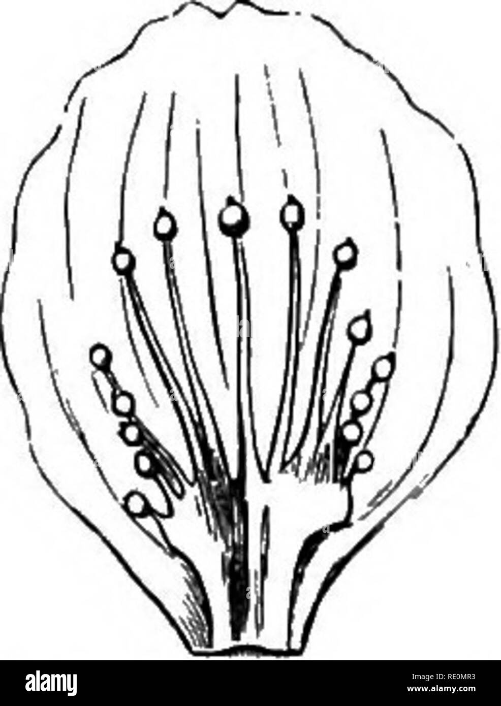 . Ein Handbuch der Botanik. Botanik. 166 HANDBUCH OP BOTANIK Pflanzen, zum Beispiel der Beinwell, Borretsch, Forget-me-not (Abb. 308, r); und auch in den teufelszwirn, und viele andere Pflanzen manchmal diese Skalen werden mehr oder weniger United und Form Abb. 326 Abb. 324. Abb. 325.. Abb. 324. Blütenblatt einer Buttercup mit einem nectariferous Skala an seiner Unterseite. Abb. 325. Eines der blütenblätter von Mignonette {Reseda). Abb. 326. Ein Blütenblatt des Gras des Parnassus (Paj" nassia palustris), die mit einem Li-inged Skala an seiner Unterseite. Eine Tasse-förmige Struktur, wie in der blütenhülle der Narzisse (Abb. 328) und andere Arten der Narzissen; die Stockfoto