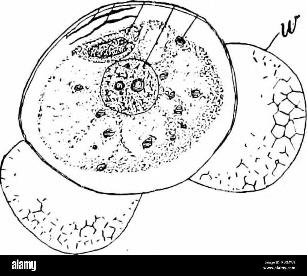 . Anlage Studien; eine elementare Botanik. Botanik. 112 ANLAGE STUDIEN. Abb. 110. Ein pollenkorn (spore) von der Kiefer, die entwickelt Wings (w) in den Transport durch die Strömung der Luft zu unterstützen. Es ist offensichtlich, dass für die Keimung von Samen nicht hell ist eine wesentliche Voraussetzung, denn sie können im Licht oder im Dunkeln Keimen; aber die Notwendigkeit von Wärme, Feuchtigkeit und Sauerstoff ist sehr offensichtlich. Die Menge der Wärme für die Keimung erforderlich ist sehr unterschiedlich mit verschiedenen Samen, einige Keimen zu sehr viel niedrigeren Tempera-turen als andere. Jede Art von Samen oder Sporen oder Ei hat eine spezielle Temperaturbereich, Stockfoto