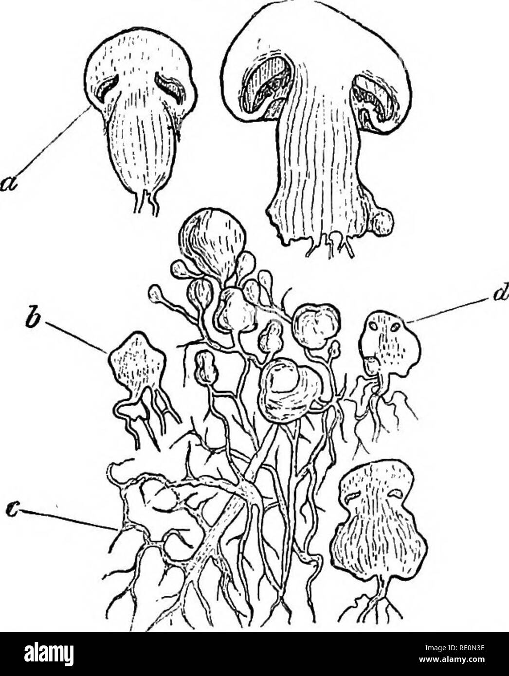 . Ein Handbuch der Botanik. Botanik. THALLOPHYTA - Pilze 91 erstreckt sich die Zentrifugalkraft. Ein ringraum ist in diesem in der Nähe von seinem unteren Teil, die in der Größe steigt mit dem Kopf verlängert. Der Kopf kann jetzt als verschieden von dem unteren Teil der apikalenden Masse anerkannt zu werden, und als jiileus bekannt, der untere Teil oder Stiel aufgerufen, die Stengel. In den Hohlraum eine Reihe von Platten oder Lamellen entwickelt, die vom Zentrum zum Kreisumfang ausstrahlen. Diese bilden die giUs des Pilzes, und Ihnen die Sporen oder gonidia entwickelt. Als das Wachstum des stipes Erlöse, die Teil des Stapels Stockfoto