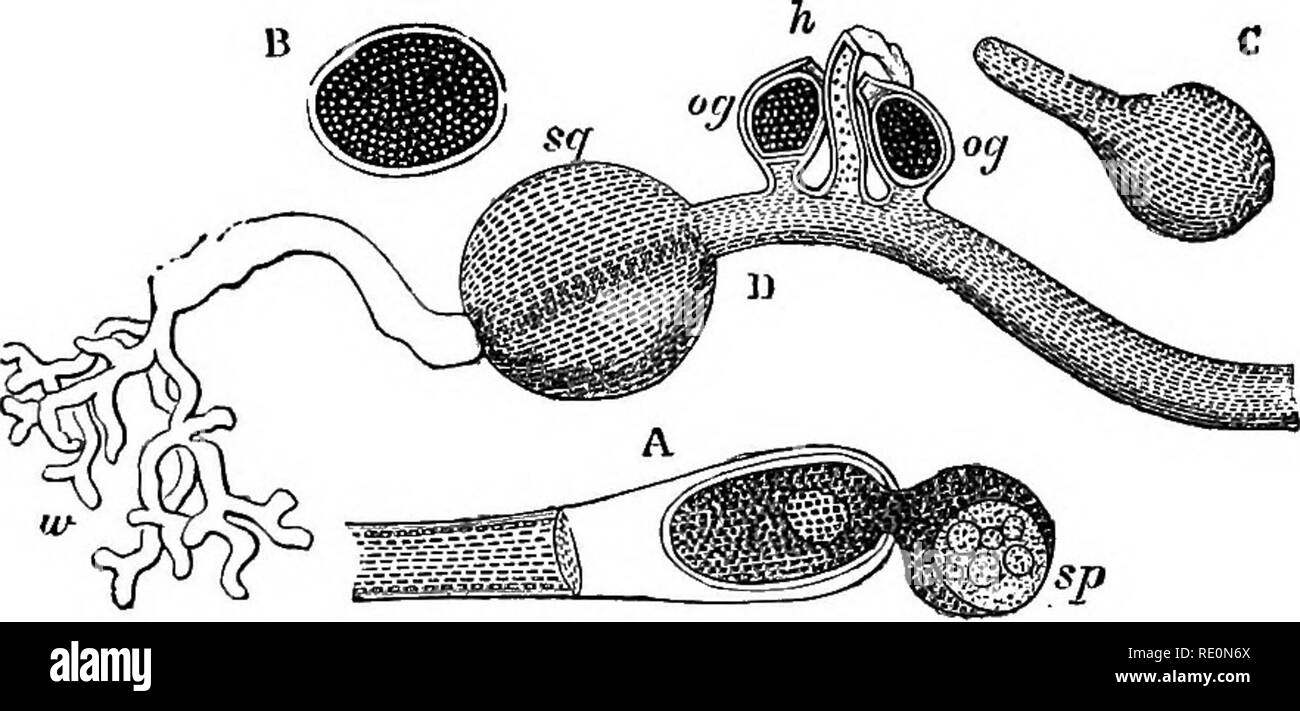 . Ein Handbuch der Botanik. Botanik. THALLOPHYTAALG^ 57 abgeschöpft