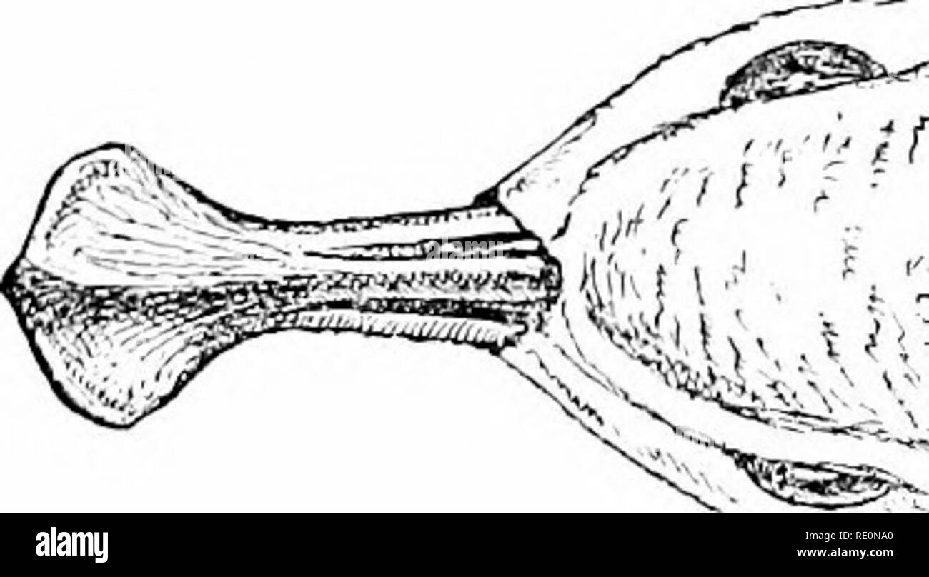 . Vogel - Leben: ein Leitfaden für das Studium unseres gemeinsamen Vögeln. Vögel. FORM UND GEWOHNHEIT: DIE RECHNUNG. 33. ble, die bessere enaljles zu ol Grasp) Projekte beim Testen. In der Säbelschnäbler die Rechnung ist nach oben gewölbt, und der Vogel schwingt es von Seite zu Seite, kratzen die unten auf der Suche nach Essen. Die Neuseeland Wrjbill hat seine Rechnung an den Rechten für die Ter-minal Dritte eingeschaltet, und der Vogel nutzt es als eine krumme Sonde unter Steinen in der Jagd nach seiner Beute zu drücken. Die sibirische Spoonliill Sandpiper hat Einzigartiger Rechnung, die viel am Ende vergrößert wird, was auf einen flachen Pinzetten. Die Roseate Löffel Stockfoto