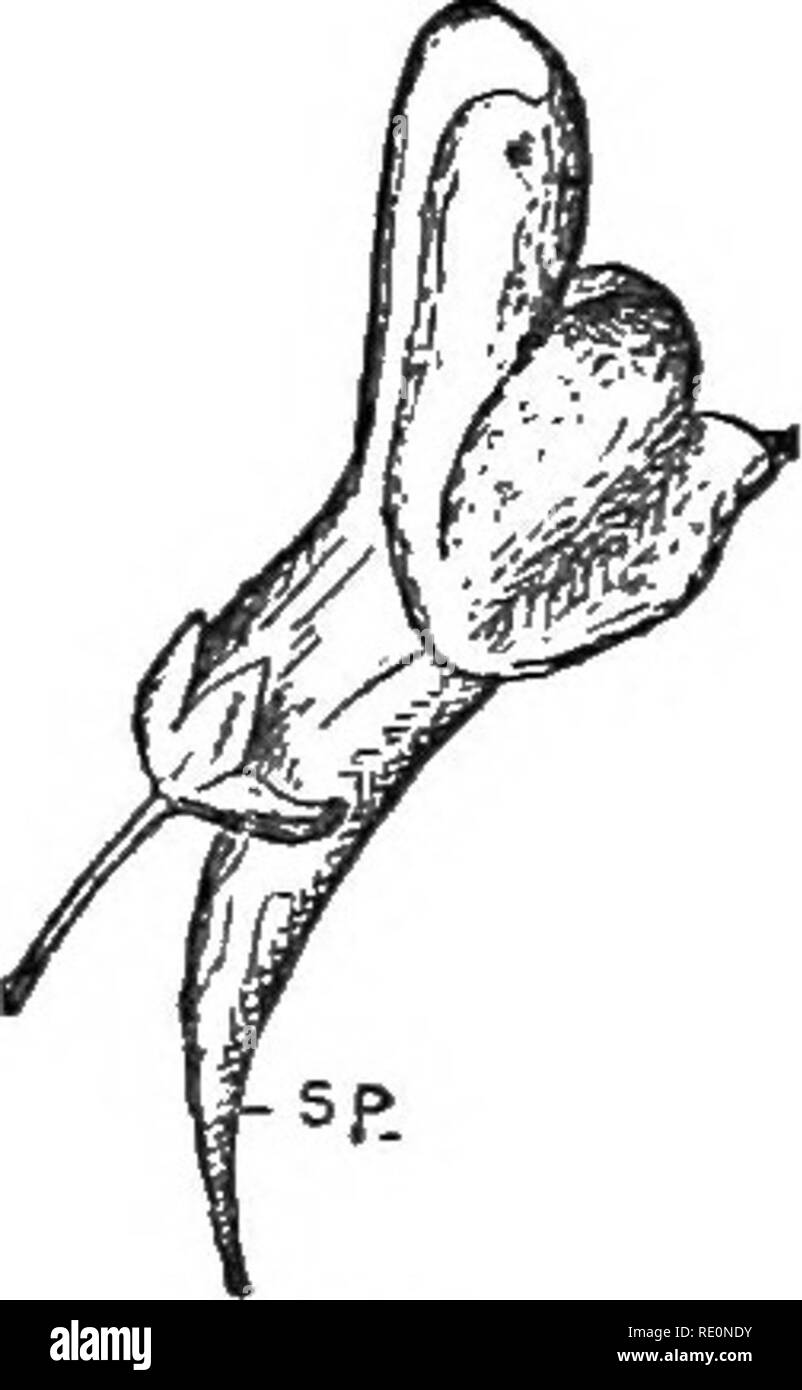 . Die Elemente der Botanik umarmen organography, Histologie, pflanzlichen Physiologie, Systematische Botanik und wirtschaftlichen Botanik ... zusammen mit Ein vollständiges Glossar der "Botanische Begriffe". Botanik. . Bitte beachten Sie, dass diese Bilder sind von der gescannten Seite Bilder, die digital für die Lesbarkeit verbessert haben mögen - Färbung und Aussehen dieser Abbildungen können nicht perfekt dem Original ähneln. extrahiert. Kellerman, William Ashbrook, 1850-1908. Philadelphia, J. E. Potter und Unternehmen Stockfoto