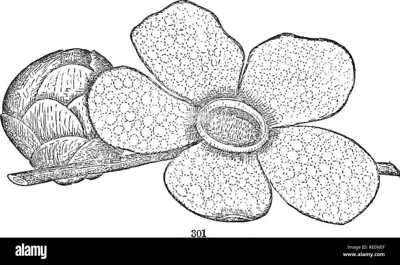. Die Elemente der Botanik umarmen organography, Histologie, pflanzlichen Physiologie, Systematische Botanik und wirtschaftlichen Botanik ... zusammen mit Ein vollständiges Glossar der "Botanische Begriffe". Botanik. 190 systematische Botanik. Das Kabinett, die Herstellung von Möbeln, etc. Das Holz der kleinere Weiße Walnuss- oder Butternut (J. dnered), ist heller als die der vorangegangenen. Das Holz der Shell - Rinde Hickories (Carya alba und C. Sulcata) ist Weiß, hart, zäh, und weitgehend verwendet in der! Herstellung von landwirtschaftlichen Geräten, wo grosse Stärke erforderlich ist. Die Früchte (Hickory - Muttern) gefunden Ich Stockfoto