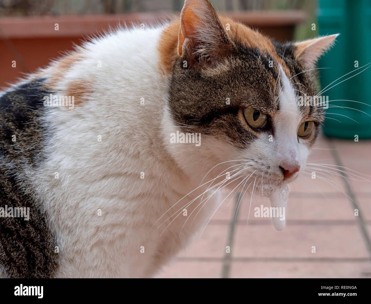 Erbrechen Stockfotos und -bilder Kaufen - Alamy