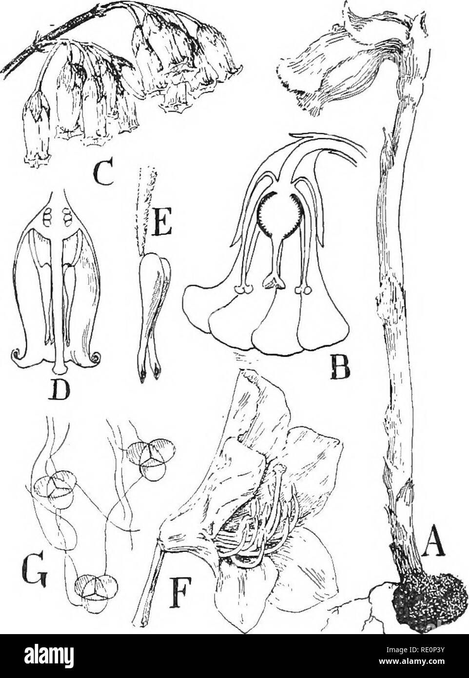 . Die Natur und die Entwicklung der Pflanzen. Botanik. 472 Die ERICALES weit heraus, Einrichtung einer natürlichen Landeplatz für schwebende Tiere wie Schmetterlinge und Kolibris. In dieser Position die Sporen nicht gesiebt werden und wir finden Sie zusammen in vieren befestigt, so wie sie waren in der Mutter Zelle gebildet, durch die klebrigen Fäden, die dazu führen, dass Sie auf dem Insekt Körper in Randzonen zu halten - wie Massen (Abb. 327, D). Einer der unteren basidiomy - "cetes" (Exobasidium) infests die Blätter und Blüten der Azalee und anderen Gattungen, wodurch große wässrige Auswüchse, die sind. Abb. 327. Gemeinsame Formen der Ericales: A, Indien Stockfoto