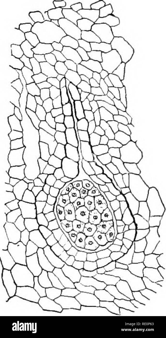 . Elementare Botanik. Botanik. Abb. 172. Abb. 173. Archegonium der Riccia, Hals, jungen Embryo (sporogoni - venter und das Ei; archegonium ist teilweise um) der Riccia, innerhalb der venter umgeben durch das Gewebe der thallus. Der archegonium; Letztere (Riccia crystallina.) hat nun zwei Schichten von Zellen. (Riccia crystallina. j Das Ei, auf der anderen Seite, nach der Übernahme eine dünne Wand, quillt auf und füllt den Hohlraum der venter. Dann teilt durch ein Kreuz an der Wand in zwei Zellen. Diese beiden wachsen, und Teilen wieder, und so weiter, bis es gibt eine recht große Masse von Zellen in Form und sti abgerundet Stockfoto