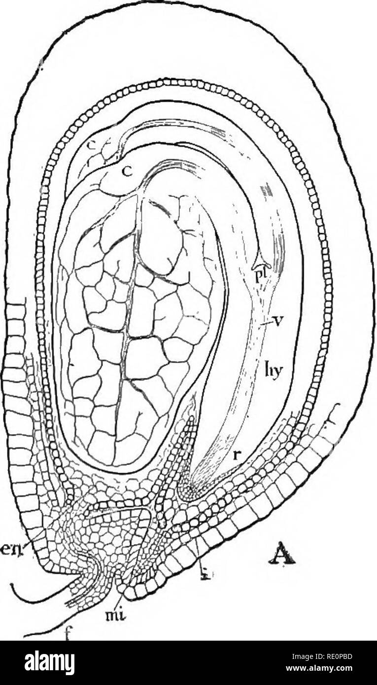 . Die Natur und die Entwicklung der Pflanzen. Botanik. 398 SAMEN UND FRÜCHTE von angiospermen andere Gräser. Eine solche Frucht ist ein Korn genannt. Wieder die harten Wände des megasporophyll sind frei von den Samen, wie in der hahnenfuß, bilden eine Frucht bekannt als akene. Die sporophylls kann papery geworden oder hart und spaltet den Samen zu streuen. Wenn eine einzelne megasporophyll verhält sich in dieser Weise und öffnet durch zwei Ventile, die Frucht ist eine so genannte Pod oder Leguminosen, die Bohne,. Bitte beachten Sie, dass diese Bilder aus gescannten Seite Bilder, die digital aus Gründen der Lesbarkeit - Färbung und eine verbesserte wurden extrahiert werden Stockfoto