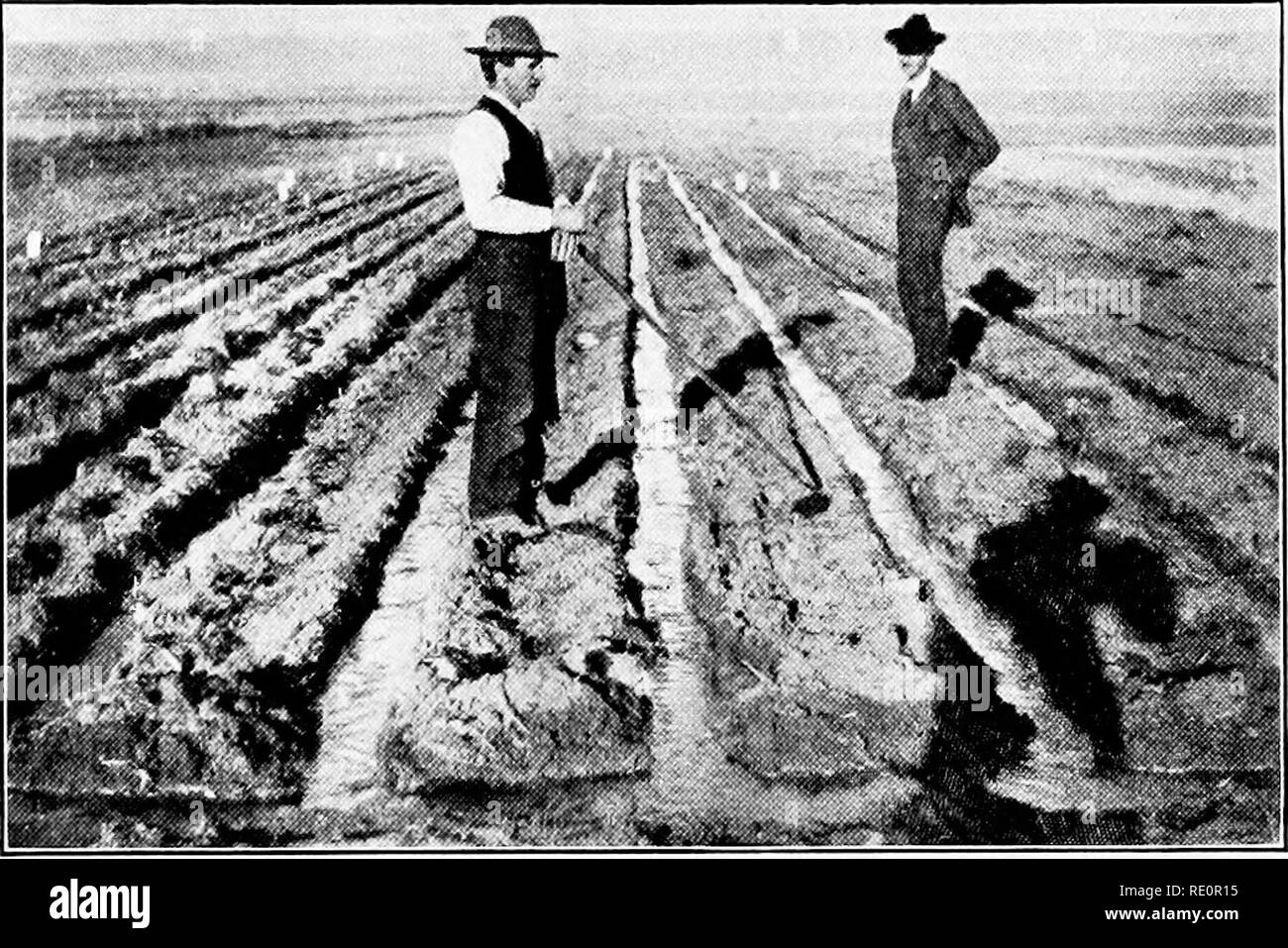 . Trockene Landwirtschaft; eine Hand-Buch für den westlichen Landwirt und stockman. Trockene Landwirtschaft; Bewässerung. 98 ARIDEN AGEICULTUHE. Beim Ausfahren aus der Furche muss die Methode irigator kann gründlich Wasser, und in der Regel die Bewässerung ist mehr schlechter als mit anderen Methoden. Dies führt zu einer ungleichmäßigen Reifung der Kulturen, und das ist natürlich ein Nachteil. Es hat eine Nachfrage für eine Methode der Bewässerung, die nicht die "Krone" der Kulturpflanzen Überschwemmung, und auch eine, die nicht pro-. Platte XV. Furche-bewässerung. duce Backen und Rissbildung an der Oberfläche des Bodens, so überwiegend mit schweren Lehmboden unter der Sintflut- Methode Stockfoto
