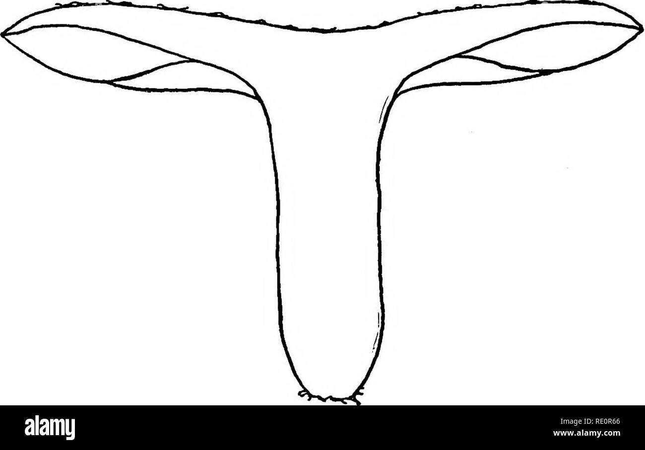 . Der Pilz Buch: Ein beliebter Leitfaden für die Identifizierung und Untersuchung von unseren gewöhnlichen Pilze, mit besonderem Schwerpunkt auf die essbaren Sorten. Pilze, Pilze, Essbar; Kochen (Pilze); Cbk. Weiß-Serie spored Geschmack - Beißenden und Beißen. Zeit-^ Juli bis November. Lebensraum - In feuchten Wiesen, in Wäldern, in der grasartigen Orte, unter Pinien und Tannen. Grüne Psathyrella; Verdette (Essbare) Psathyrella virescens Kappe oder Pikus - Grayisli grün. Auf den ersten gewölbt, tlien erweitert;. konvex oder bei tlie Mitte gedrückt. Fest und trocken. Nicht zähflüssig, aber geschmückt mit flockig grünliche oder gelbliche Flecken, produziert durch die crackin Stockfoto