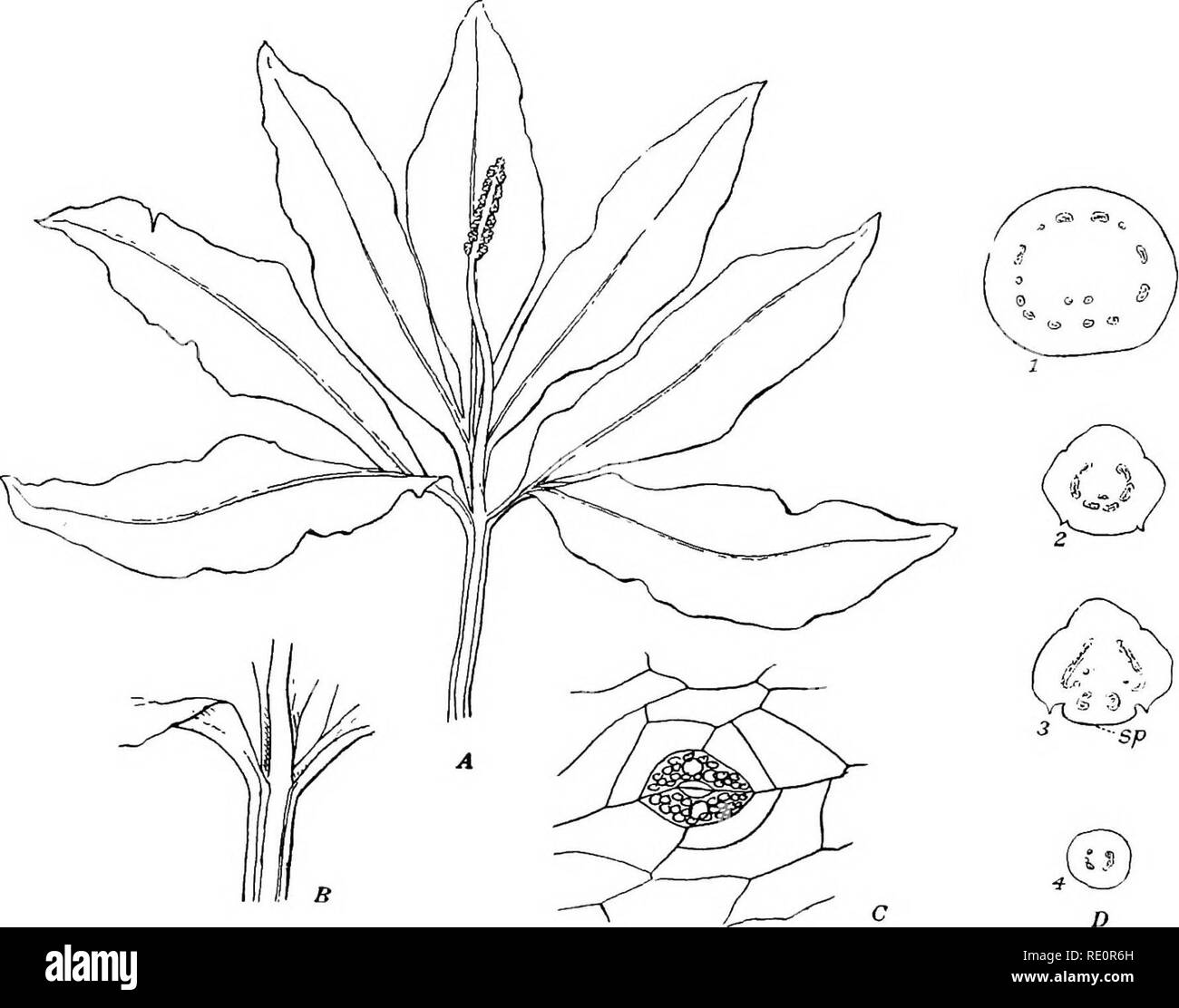 . Die Eusporangiatae; die vergleichende Morphologie der Ophioglossaceae und Marattiaceae. ; Ophioglossaceae Marattiaceae. Die ERWACHSENEN SPOROPHYT 105 Zeichen sind auf einem vergleichsweise frühen Zeit gegründet. Das Rhizom (Abb. 79) Hat die Blätter in zwei Reihen auf der dorsalen Seite angeordnet, etwas wie in Ophioglossum Pendel, aber die Blätter sind weniger überfüllt und die internodien sind offensichtlich, wenngleich weniger ausgeprägt als oft der Fall ist, wird in der sehr jungen Sporophyt. Die jüngsten Blätter, noch umher in der stipular Mantel der nächsten ältere, sind auffällig als stumpf Projektionen, zwischen den gelegen Stockfoto