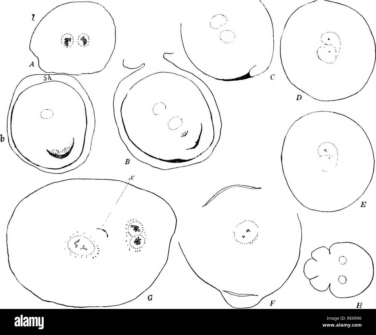 . Die Eusporangiatae; die vergleichende Morphologie der Ophioglossaceae und Marattiaceae. ; Ophioglossaceae Marattiaceae. 76 DIE OPHIOGLOSSALES wie in Botrychium und Ophioglossum, das Gewebe sofort abgeleitet von der Aktivität des apikalen Meristem, nachdem der zentrale Kern ist in der Stele entwickelt, trägt nur zu dieser zentralen Region oder markröhre, eigentlich nicht Teil der Stele. Auf der dorsalen Seite der Stele die gesamte procambial Strand können leicht in das Blatt, und wenn dieses nach unten wird es gesehen schräg durch die jüngste Internodium zu laufen, gefolgt von t Stockfoto