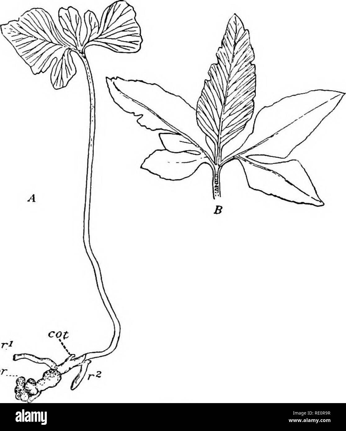 . Die Eusporangiatae; die vergleichende Morphologie der Ophioglossaceae und Marattiaceae. ; Ophioglossaceae Marattiaceae. 68 DIE OPHIOGLOSSALES im Längsschnitt der Jungen sporophyt in dieser Zeit zeigt, dass die dicken Stele der root biegt sich nach oben und in der Achse, die bereits ein gutes Angebot länglich und hat die junge Blätter, die untereinander durch auffällige Internodien getrennt durchgeführt werden, fortgesetzt. Die jungen Sporophyt zu diesem Zeitpunkt unterscheidet sich markant von den entsprechenden Stufen Ophioglossum und Botrych-Lum, mit ihren sehr eng gedrängten Blätter ohne Ap Stockfoto