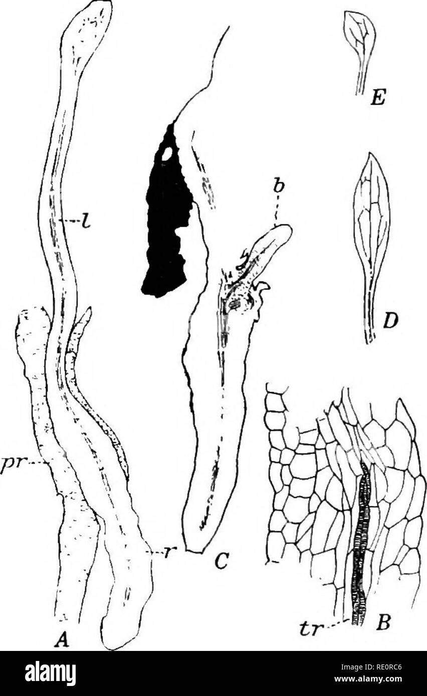 . Die Eusporangiatae; die vergleichende Morphologie der Ophioglossaceae und Marattiaceae. ; Ophioglossaceae Marattiaceae. 38 DIE OPHIOGLOSSALES In 0. moluccanum dem prothallium wahrscheinlich Leben für eine einzelne Jahreszeit nur, und die Bildung der sporophyt Stoppt die weitere Entwicklung; aber in O. Pendel, in dem die Embryonen viel weniger häufig gefunden, der große gametophyte weiterhin auf Wachstum offenbar durch die Entwicklung des angehängten Sporophyt, die seine Verbindung mit der gametophyte behält für eine sehr lange Zeit die Option deaktiviert ist, wie im O. vulgatum und Botrychium virginianum. Der Embryo erreicht eine Stockfoto