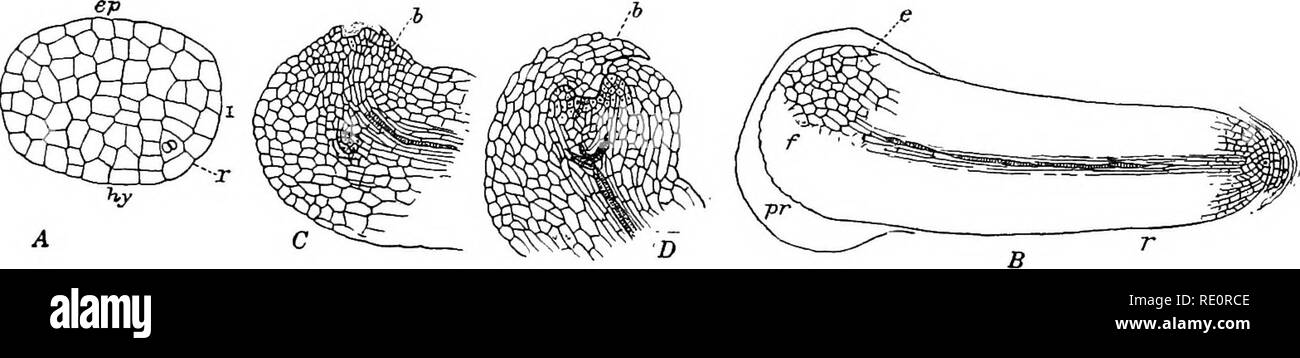 . Die Eusporangiatae; die vergleichende Morphologie der Ophioglossaceae und Marattiaceae. ; Ophioglossaceae Marattiaceae. Der Embryo 35 ziemlich vollständige Reihe von Embryonen gewonnen wurde und die Entwicklung recht zufrieden stellend. In O. moluccanum fand ich zwei ganz junge Embryonen, die jüngste, bestehend aus zwei Zellen (Abb. 18,B), die andere viel mehr Advanced, mit dem keimblatt bereits differenziert und Beginn der Primary Root erkennbar. In den ersten Embryo der basalen Wand war fast quer zur Achse des archegonium und, von der Anordnung der Organe von Th zu beurteilen Stockfoto
