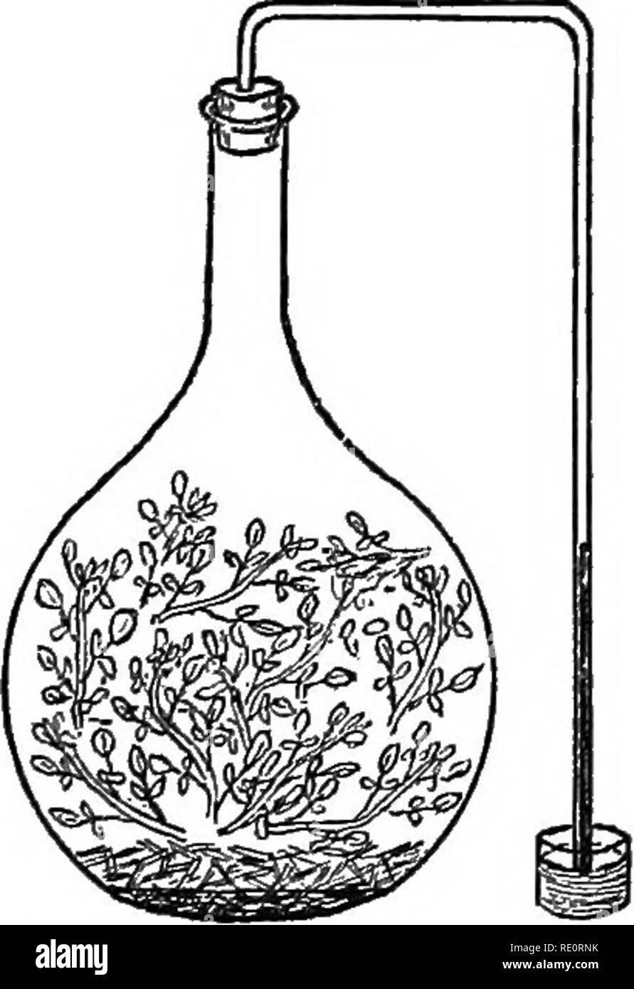 . Eine Einführung in die pflanzlichen Physiologie. Pflanzenphysiologie. EESPIEATION 298 Ein besteht aus einem Glas Schiff - die durch einen Korken, durch die ein gebogenes Glas Rohr von kleinen Kaliber übergeben wird geschlossen werden kann. Das Rohr wird über durchgeführt und in einer kleinen Schale, die Quecksilber enthalten, zu tauchen. Der Boden des Gefäßes ist mit fein gebrochenem Glas, auf der eine starke Lösung von Kalilauge gegossen wird. Über die letztere, durch das Glas unterstützt werden, die sich nicht in Kontakt mit der alkah zu werden, ist die Anlage geprüft werden (Bild platziert. 131). Brunnenkresse oder andere krautige Pflanze wird sehr gut beantworten. Die Stockfoto