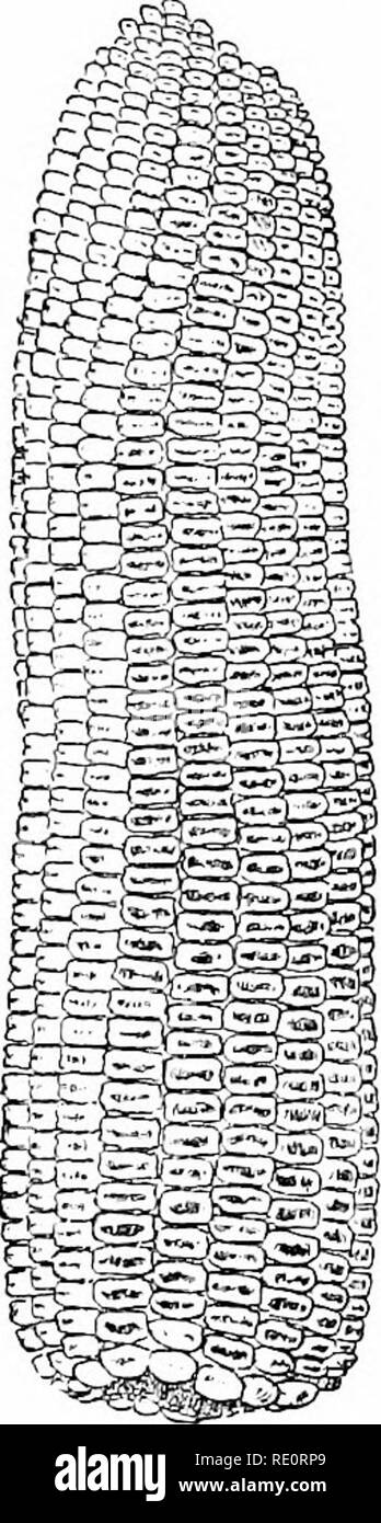 . Cyclopedia der amerikanischen Gartenbau, bestehend aus Anregungen für den Anbau von Gartenpflanzen, Beschreibungen der Arten von Obst, Gemüse, Blumen und Zierpflanzen in den Vereinigten Staaten und in Kanada verkauft, zusammen mit geographischen und Biographische Skizzen. Im Garten arbeiten. ZELKOVA gestreift: Fls. ca. 2, rose - Rot, in zwei Boot-förmige Hüllblätter, von denen viel kleiner ist als die anderen. Mexiko. - Eine sehr häufige Gewächshaus phtnt, viel für Körbe verwendet und für die Abdeckung der Boden un-derneath Bänke Connnonlv mit Trades - cantia fluininenst", verwirrt. Abb. 2785, und einige - ti Stockfoto