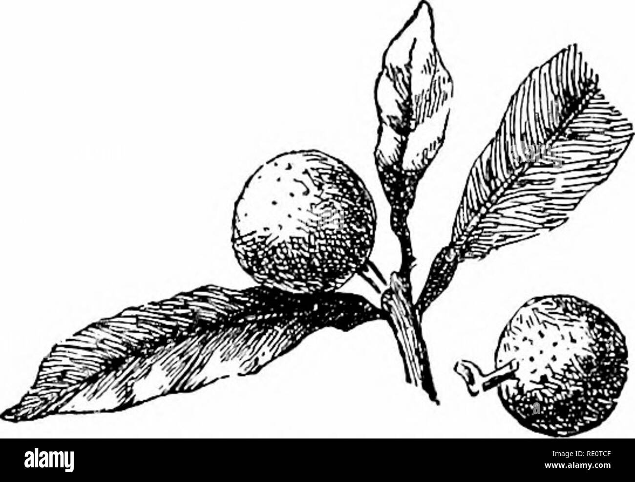 . Cyclopedia der amerikanischen Gartenbau, bestehend aus Anregungen für den Anbau von Gartenpflanzen, Beschreibungen der Arten von Obst, Gemüse, Blumen und Zierpflanzen in den Vereinigten Staaten und in Kanada verkauft, zusammen mit geographischen und Biographische Skizzen. Im Garten arbeiten. 1213. Die ovale Kumquat (X%). KYDIA pot-Anlage für das Haus ist ein Juwel, ein sehr Hand - einige immergrünen Strauch und blühende frei durch den Frühling oder frühen Sommer, dann die interessante Frucht. Die Blüten sind ähnlich wie die orange, weiß und duftende, aber kleiner. Der Boden am besten für den Kum angepasst - q Stockfoto