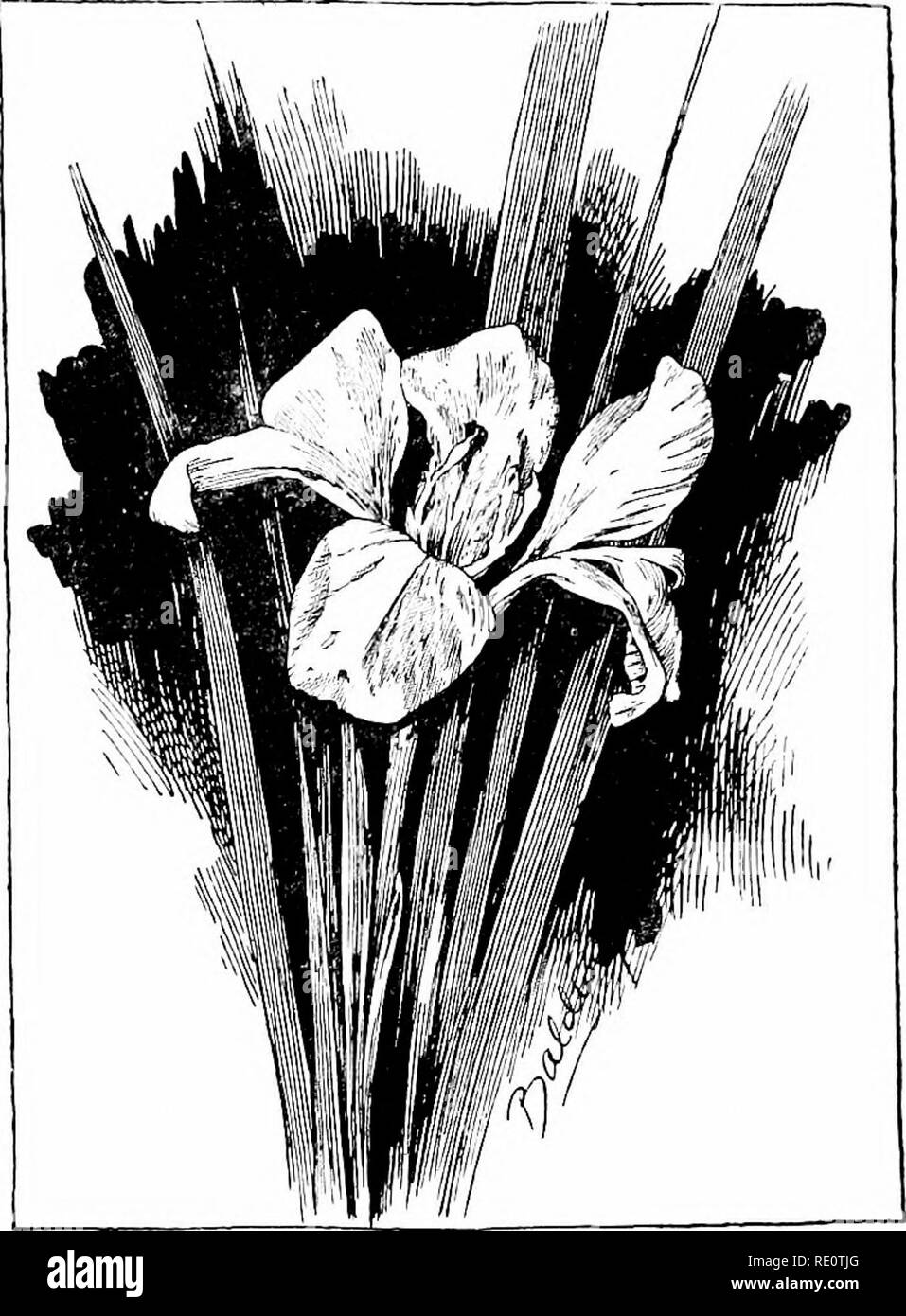 . Cyclopedia der amerikanischen Gartenbau, bestehend aus Anregungen für den Anbau von Gartenpflanzen, Beschreibungen der Arten von Obst, Gemüse, Blumen und Zierpflanzen in den Vereinigten Staaten und in Kanada verkauft, zusammen mit geographischen und Biographische Skizzen. Im Garten arbeiten. 822 iKis liiieiisis, scheinen so glücklich in der Feuchtigkeit in den Ländern. Die Iris Rhizome, die Tiefe erforderlich sind meist kleiner und dünner als die der Oberfläche Kletterpflanzen. Die Arten mit diese Wurzeln sind meist stark wachsende Pflanzen, schnell wachsende und erfordern eine Fülle von Feuchtigkeit, obwohl Th Stockfoto