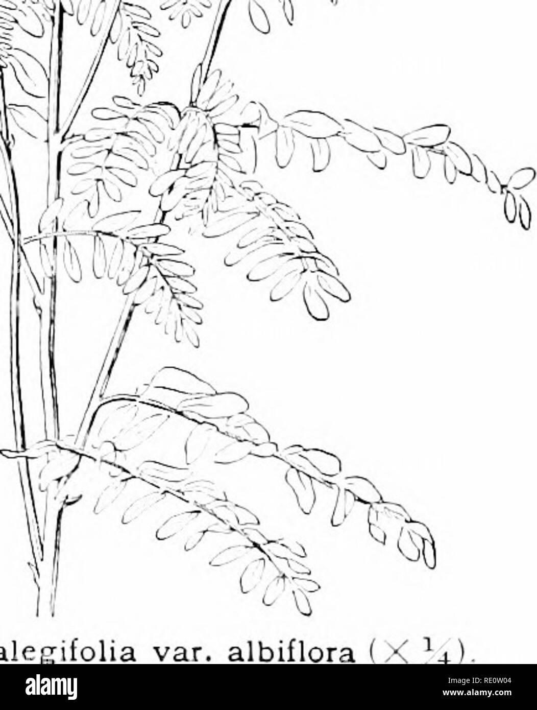 . Cyclopedia der amerikanischen Gartenbau, bestehend aus Anregungen für den Anbau von Gartenpflanzen, Beschreibungen der Arten von Obst, Gemüse, Blumen und Zierpflanzen in den Vereinigten Staaten und in Kanada verkauft, zusammen mit geographischen und Biographische Skizzen. Im Garten arbeiten. SWAINSONA süssen Kräuter 17.')! Austrulian umlersiirulis und IutI. s. ilifft-Ring von Oolutfa vor allem in kleineren staturr Ami die großen seitlichen stiitnia. Blumen pea-wie, in axiUufv Blütenstände,] iur | Tle. bhie, Rot, Gelb oder Weiß, oft sliowy; Standard- oder vexiUum. groß und protzig, orbienlar; Flügel oldong. twisted o Stockfoto