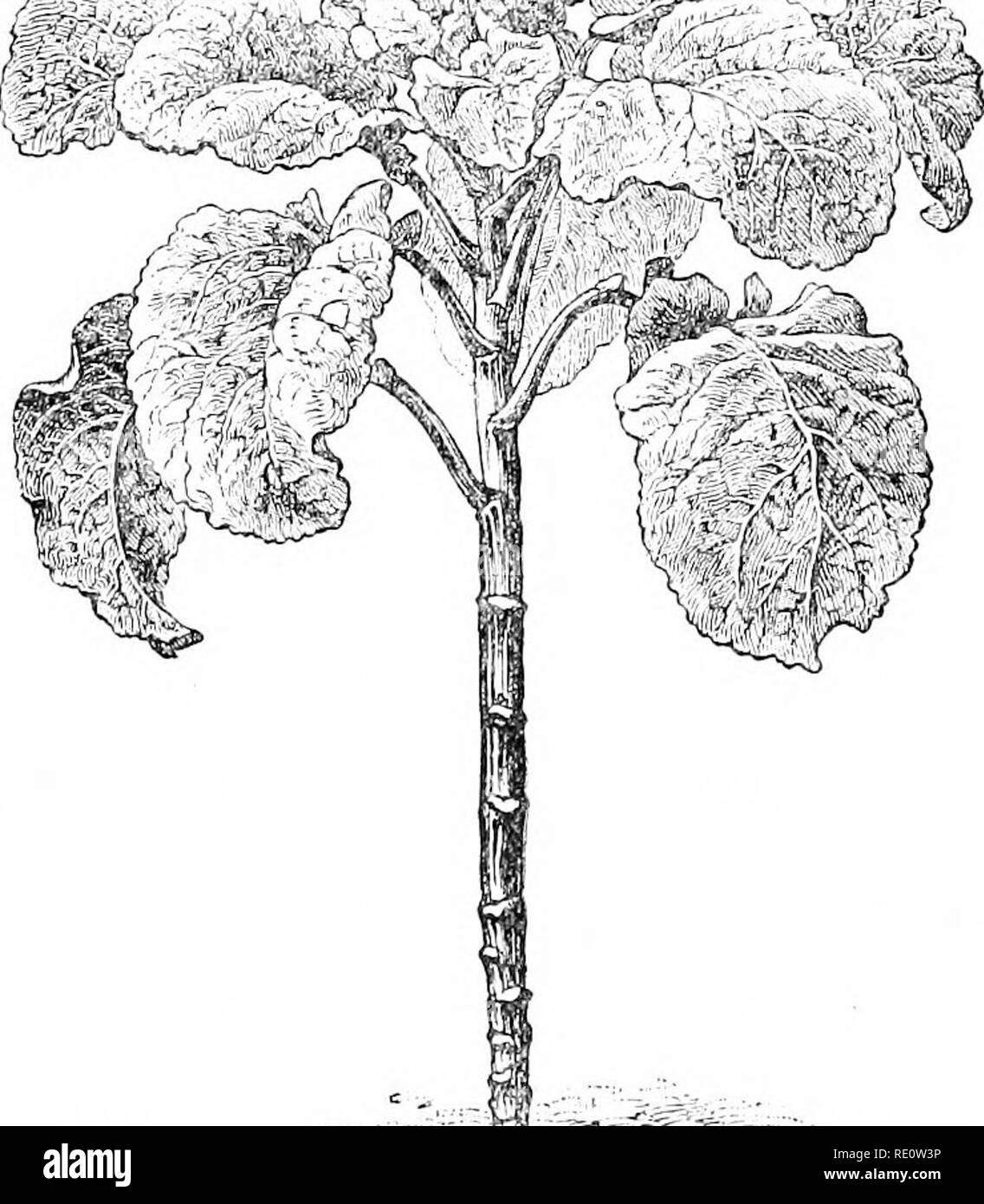 . Pflanzen und ihren Verwendungen; eine Einführung in die Botanik. Botanik; Botanik, Wirtschaftliche. 274 INDURTRIAI. Pflanzen die Kokosnuss Trunk (Abb. 34) ist für die Verwendung von Schreiner in ornamentalen^ vork importiert und in gewissem Maße auch für die Stöcke. Stöcke von eher neugierig aussehen werden manchmal auch die Blätter des Datums - Palm von der Mittelrippe des gigantischen. - Ich^^. &Gt; p^^''^ ifiG. 264.-Treo-Cai) l: (AFI; e{Brassica olcracea vdi accphai' ich, Familie, AIusLaixl Cruciferm). Anlage i"™. (Vilniorin.) - mehrjährige Kraut wachsenden 2 m. hoch; Blätter, ete., wie auch in anderen Formen der eabbage. Heimat, Vestcra Europa. (Abb. 108). Bundestages Stockfoto