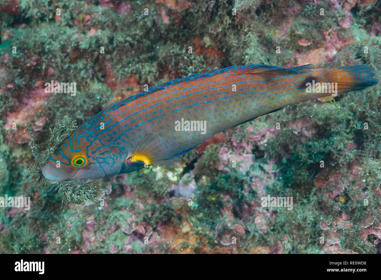 Axillarwrasse (Symphodus mediterraneus) Granada, Spanien Stockfoto