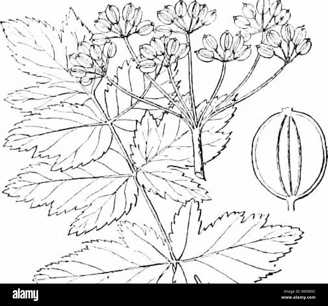 . Pflanzen und ihren Verwendungen; eine Einführung in die Botanik. Botanik; Botanik, Wirtschaftliche. "- Tr-n. : Y^C^m^Feigen. 5153. âThe drei oberen Zahlen. Karotte. Diagramm der Blume,. zeigt die Anordnung der Teile, wie sie erscheinen würde, wenn über Schnitt und Gesehen von oben. Obst, gesehen von der Seite. Vergrößert. Obst, quer, Öl- Röhrchen, an der Basis der langen Stacheln. (Baillon.) 54. âParsnip (Pastinaca Sativa, Petersilie Familie, Umbelliferw). Anlage in der Nähe des ersten Jahres Wachstum, fleischigen Wurzel und ein paar von den Jungen-er Blätter, die Älteren in unterbrochen worden. (Nicholson) âThe Wurzel variiert s Stockfoto