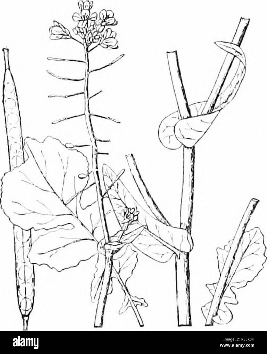 . Pflanzen und ihren Verwendungen; eine Einführung in die Botanik. Botanik; Botanik, Wirtschaftliche. Abb. 44.-- Rübe. (Brc.- ^.^ ica-cam-peatriti, Me. stard Familie, Cruclferce). Pflanzen, die fleischigen Wurzeln und rosottos der Blätter, da sie am Ende des Wachstums des ersten Jahres erscheinen. X r .. ('Ilmorin.) -^ Anlage eine Biennale; Stamm sehr unterschiedlich in Form und Farbe (iind&gt; r Anbau; Blätter hellgrün; r() Ugh - Haar".. Abb. 45.- Rübe. Abschnitt MirkUe seeond-Stamm, liears die Fluß-ers. Eine untere Blatt. Blume - Cluster mit junge Frucht. Obst, natürliche Größe. (Britton und Braun.) - Die Anlage in seinem zweiten Jahr Stockfoto