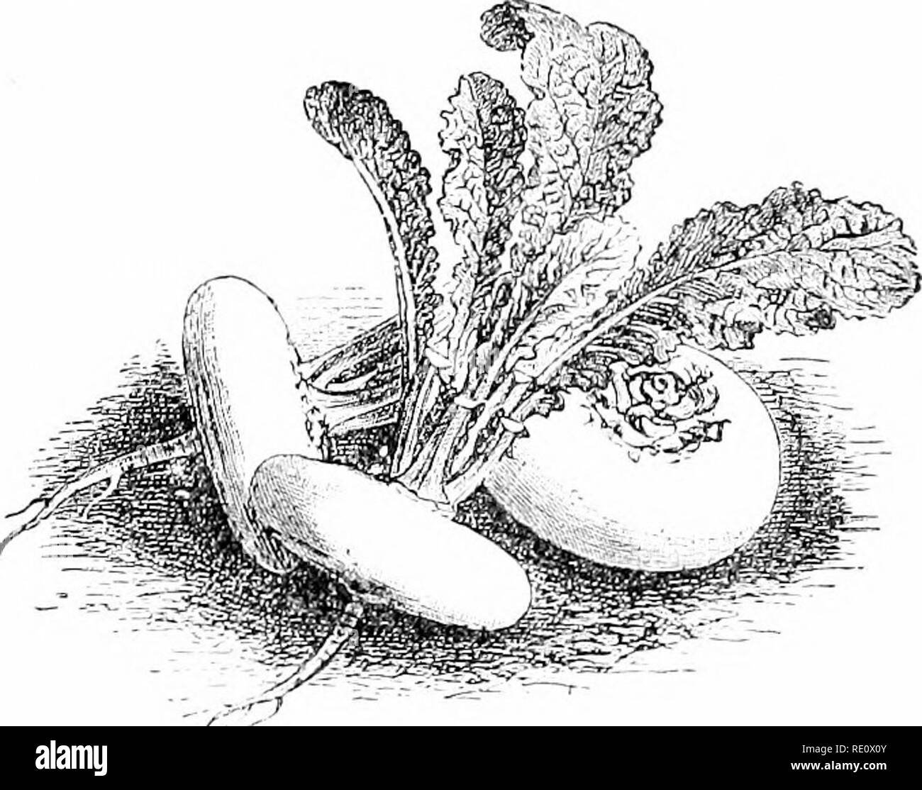 . Pflanzen und ihren Verwendungen; eine Einführung in die Botanik. Botanik; Botanik, Wirtschaftliche. 54 verschiedene Lebensmittel - PLAXTS. Abb. 44.-- Rübe. (Brc.- ^.^ ica-cam-peatriti, Me. stard Familie, Cruclferce). Pflanzen, die fleischigen Wurzeln und rosottos der Blätter, da sie am Ende des Wachstums des ersten Jahres erscheinen. X r .. ('Ilmorin.) -^ Anlage eine Biennale; Stamm sehr unterschiedlich in Form und Farbe (iind&gt; r Anbau; Blätter hellgrün; r() Ugh - Haar".. Bitte beachten Sie, dass diese Bilder aus gescannten Seite Bilder, die digital für die Lesbarkeit verbessert haben mögen - Färbung und Aussehen dieser Abbildungen extrahiert werden Stockfoto
