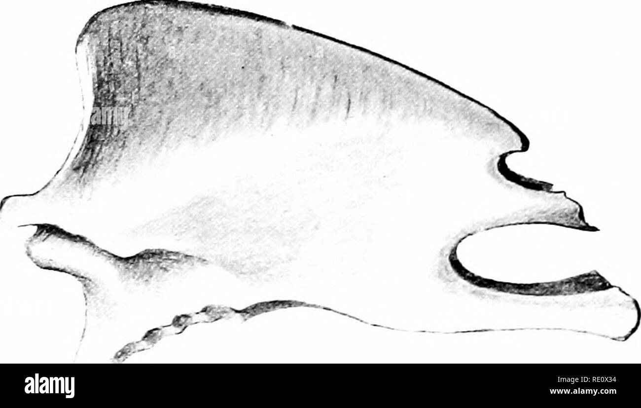 . Die Vögel von Südafrika. Vögel. 240 BUBONIDJi Iris dusky oder Schwarz; Bill weiß, gelblich, die an der Basis; Beine und Zehen schmutziges Gelb. Länge 155; Wing 12'25; Schwanz 4-55; CULMEN I-IO; tarsus 2' 90. Eine jüngere Vogel hat die Gesichtsbehandlung Disc mit rot gefärbten, eine stärkere Buffy waschen unter Teile und deutliche Spuren von Quer Bands auf dem Schwanz. Verteilung.- Das Gras Eule ist eher ein seltener Vogel, fand vor allem in den östlichen und südlichen Hälfte von Südafrika und jenseits unserer Grenzen zu Angola und Nyassaland. Die folgenden Gemeinden: Cape Colony - Kap divi-sion (Smith und Layard), G erfasst Stockfoto