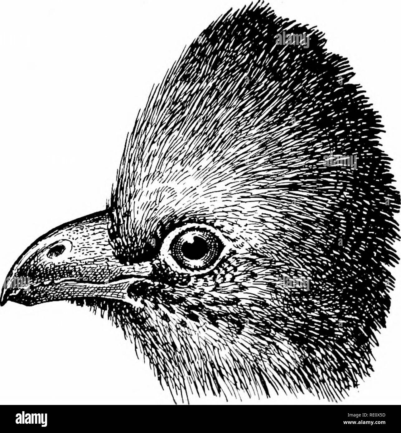 . Die Vögel von Südafrika. Vögel. 218 MUSOPHAGIDiE GALLIEBX Iris Dunkelbraun; Augenlider scarlet; Rechnung und Beine schwarz. Länge ca. 16-5; Flügel 7'1; Schwanz 80; Tarsus 1-8; culmen 1-0. Die Geschlechter sind gleich. Verteilung. - nach Süd-afrika beschränkt, bis hin nach Süden aus dem Zambesi, Natal, und zur Verlängerung auf nach Knysna nach Layard. Ich weiß nicht auf welche Autorität Layard diese Aussage macht, für die keine andere Sammler, wie Levaillant, Victorin, oder Andersson der Vogel dort gewonnen, noch habe ich keine Ankündigung seines Auftretens weiter östlich in der Kolonie. Nördlich des Sambesi der Gegenwart spec Stockfoto