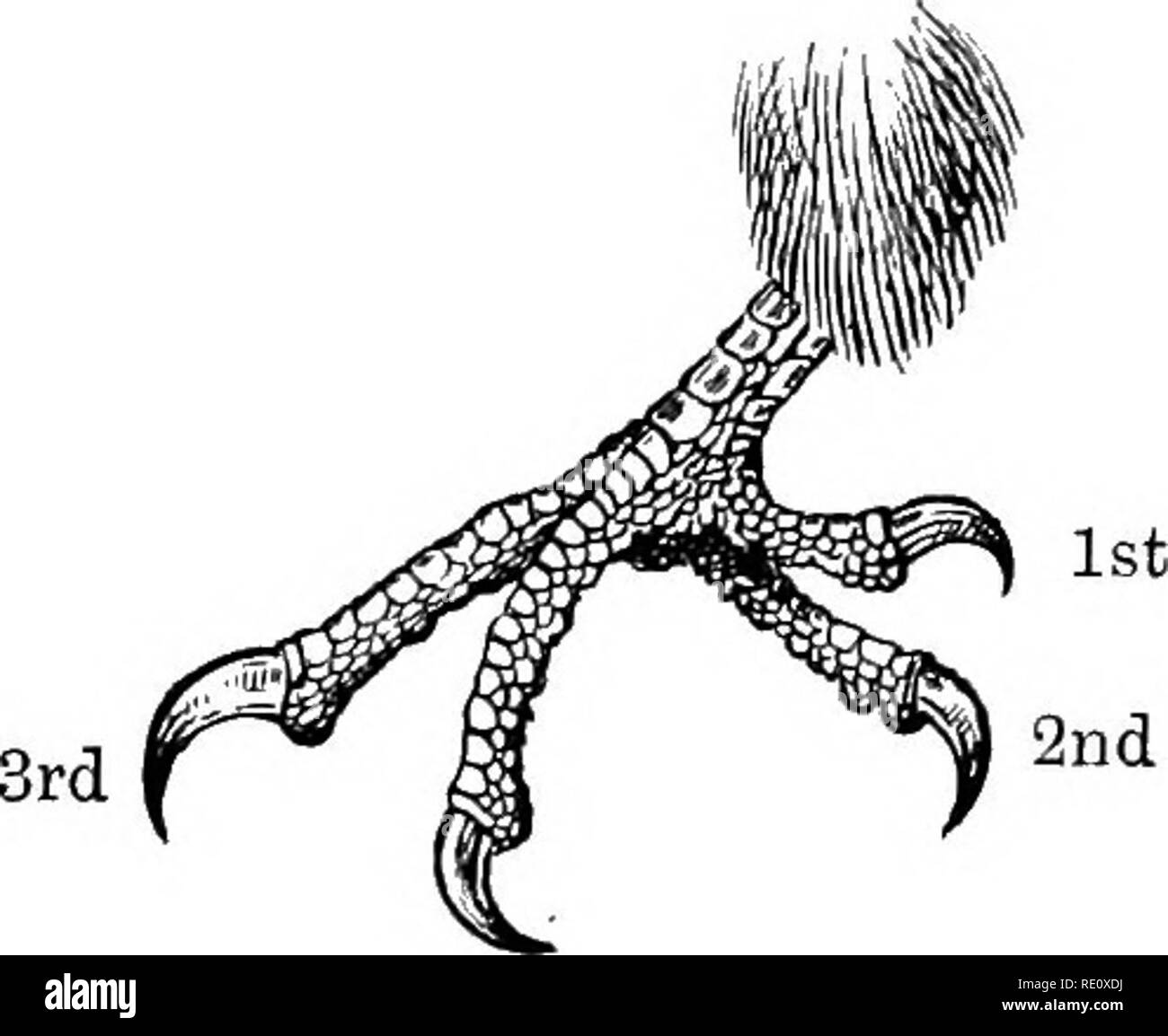 . Die Vögel von Südafrika. Vögel. 120 TEOGONID^ seinen Kumpel. Das Weibchen hatte noch keine ihrer Flügel oder Schwanzfedern verloren. Am 28. November. Einer meiner Herden brachte eine andere weibliche Hornbill mit zwei Eier; sie hatte alle ihre Stacheln und Schwanzfedern verloren, und die Neue waren ungefähr einen Zoll lang; Eier viel inkubiert. Am 13. Dezember. Einige Buschmänner kam mit drei Weibchen, ijwo Eier und sechs junge Vögel, die Mutter der beiden Eier weiterhin erhalten ihren Schwanz und Flügel - Pinole, obwohl die Eier teilweise inkubiert wurden, aber die anderen beiden Gehäutet hatte, und während die jungen Federn der Schwänze sind über Stockfoto