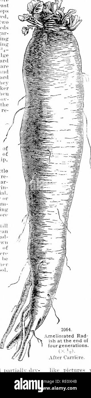 . Cyclopedia der amerikanischen Gartenbau, bestehend aus Anregungen für den Anbau von Gartenpflanzen, Beschreibungen der Arten von Obst, Gemüse, Blumen und Zierpflanzen in den Vereinigten Staaten und in Kanada verkauft, zusammen mit geographischen und Biographische Skizzen. Im Garten arbeiten. Radieschen lagen auf t} ie Dt-troir rivn -. in fast wliirh evrry Cottage hat eine KadisI] i;'ai-. irn. raim-jni,^ fi) Ni ein. paar Stangen t)) eine iutl -. Auf der proihirt uf rliesr^ iar.lms tlie Besitzer ae | ieii. Ich für einen Lari^-e Anteil Ihrer iiirom.". Tht * Boden ist Ri&lt;-h. Hla.-k, Sandy und Schwemmland mit permanent Wasser an einem d ( Stockfoto