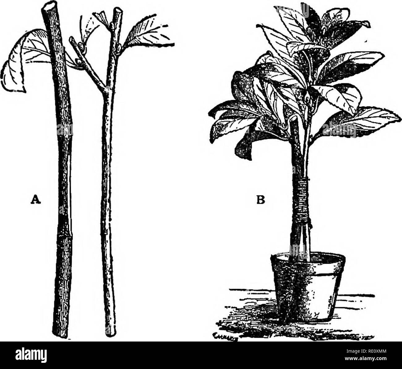 . Unser Feld und Wald Bäume. Bäume. Die lebenden Stamm und Zweige 143 manchmal das extra oder "sub"-Ringe in einem Stamm kann leicht festgestellt werden, für, obwohl einige von ihnen in einem einzigen Jahr gemacht werden darf, die ersten Zellen im Frühjahr gebildet wird wahrscheinlich extra groß werden, während der letzten, im Spätsommer gebildet, werden extra klein sein.. Fi^. 35. A, der "Bestand" und "Scion" bereit für "Ansatz Pfropfen "; B, "Pfropfen" abgeschlossen. In der Art und Weise, wie die Wind Transplantationen gemeinsam Bäume im wilden Wald. Aber manchmal die Ringe sind so breit und so e Stockfoto
