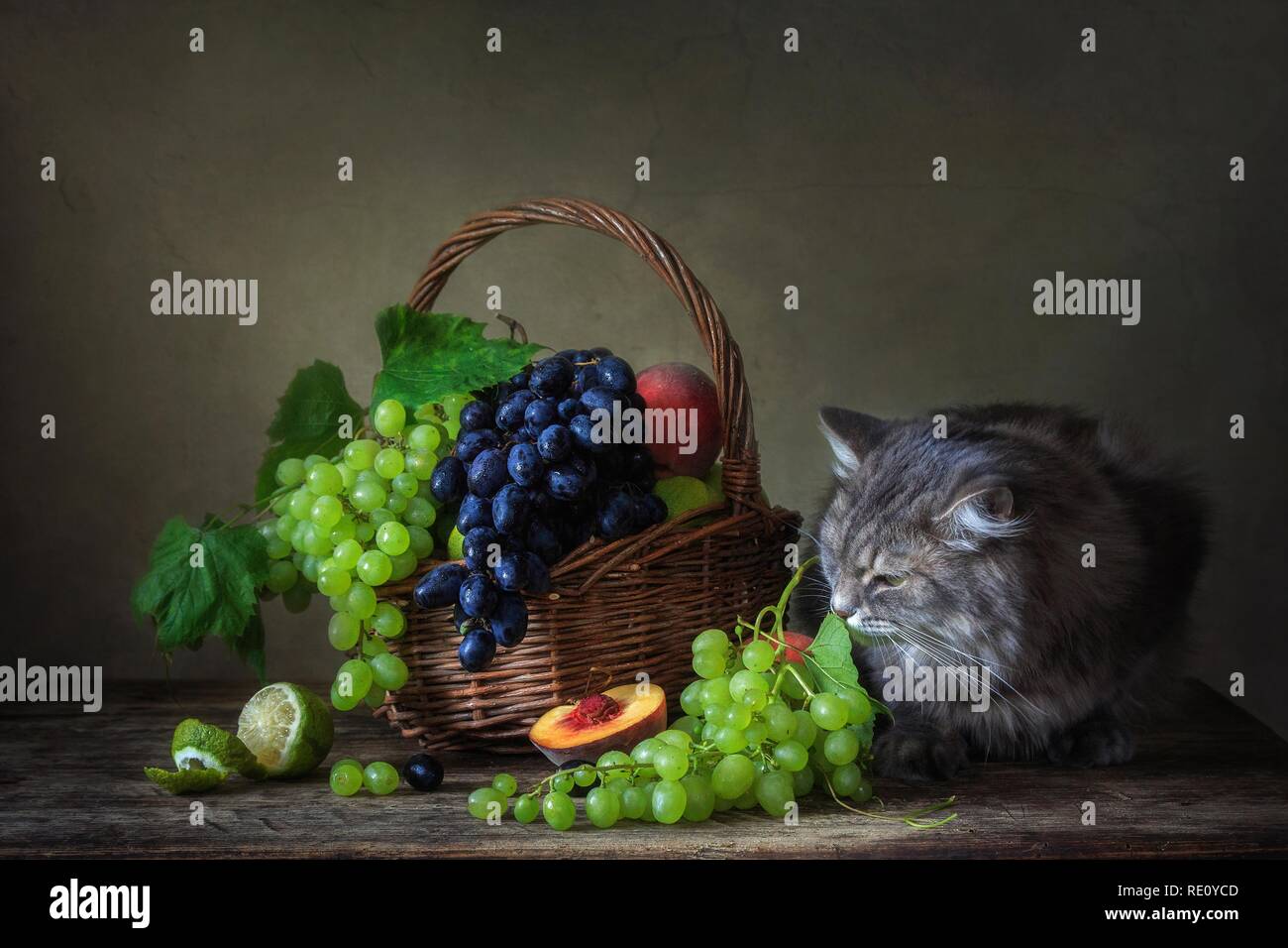 Stilleben mit Früchte lustig Kitty Stockfoto