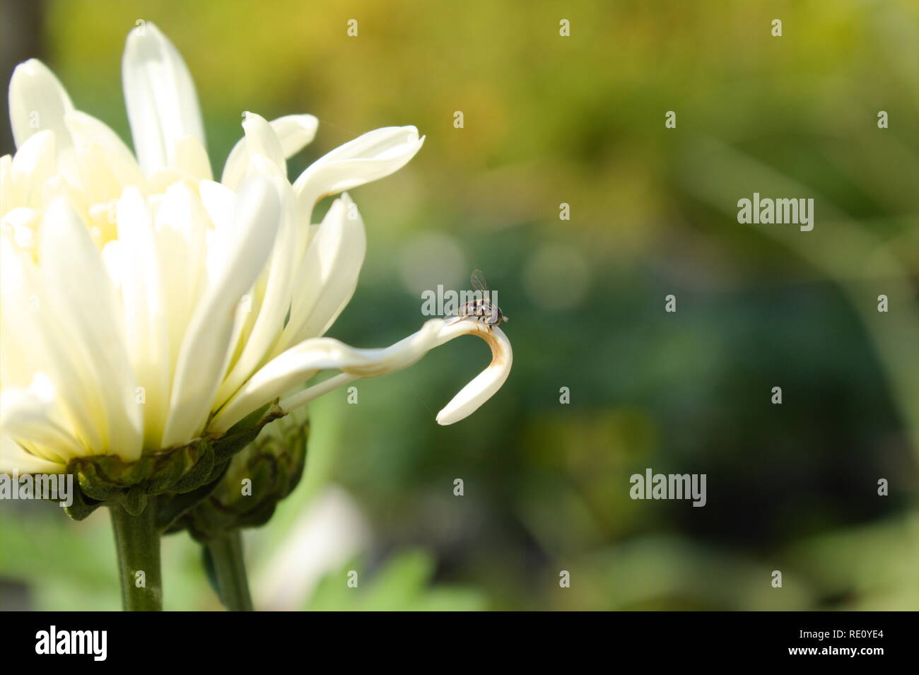 Schöne weiße Blume Fotografie Stockfoto