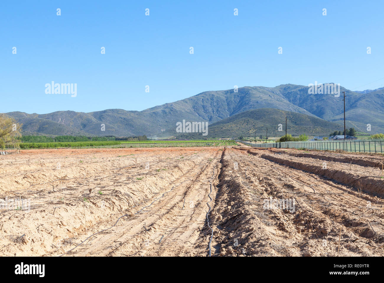Bauer das Pflanzen eines neuen Weinbergs zur Bewässerung Rohre in Robertson, Breede River Valley, Western Cape Town, Südafrika im Hinblick auf die Lang Stockfoto