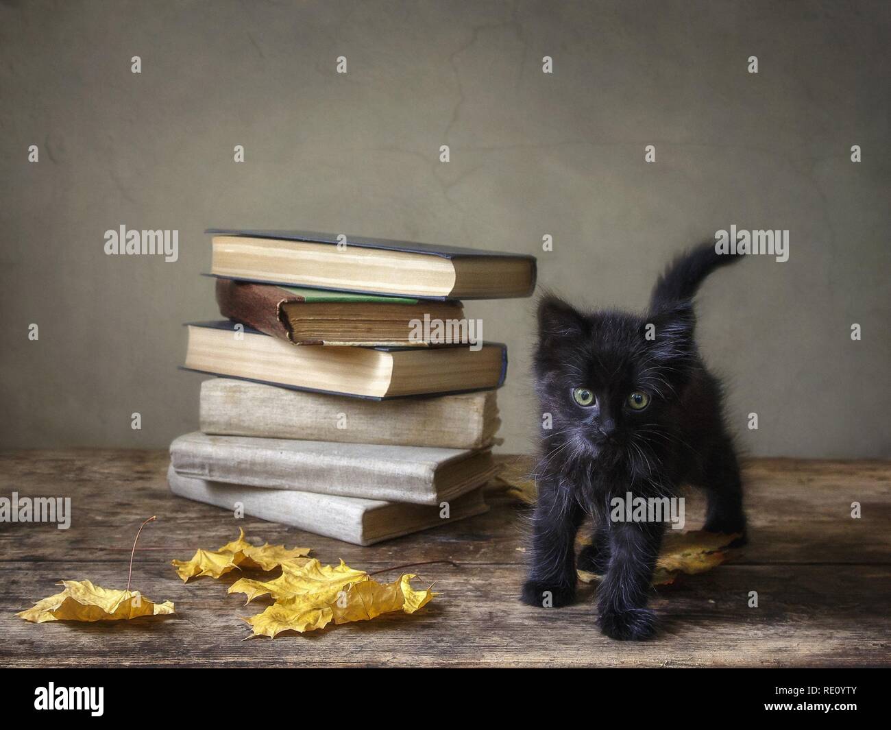 Noch immer leben mit Büchern und lustige Kitty Stockfoto