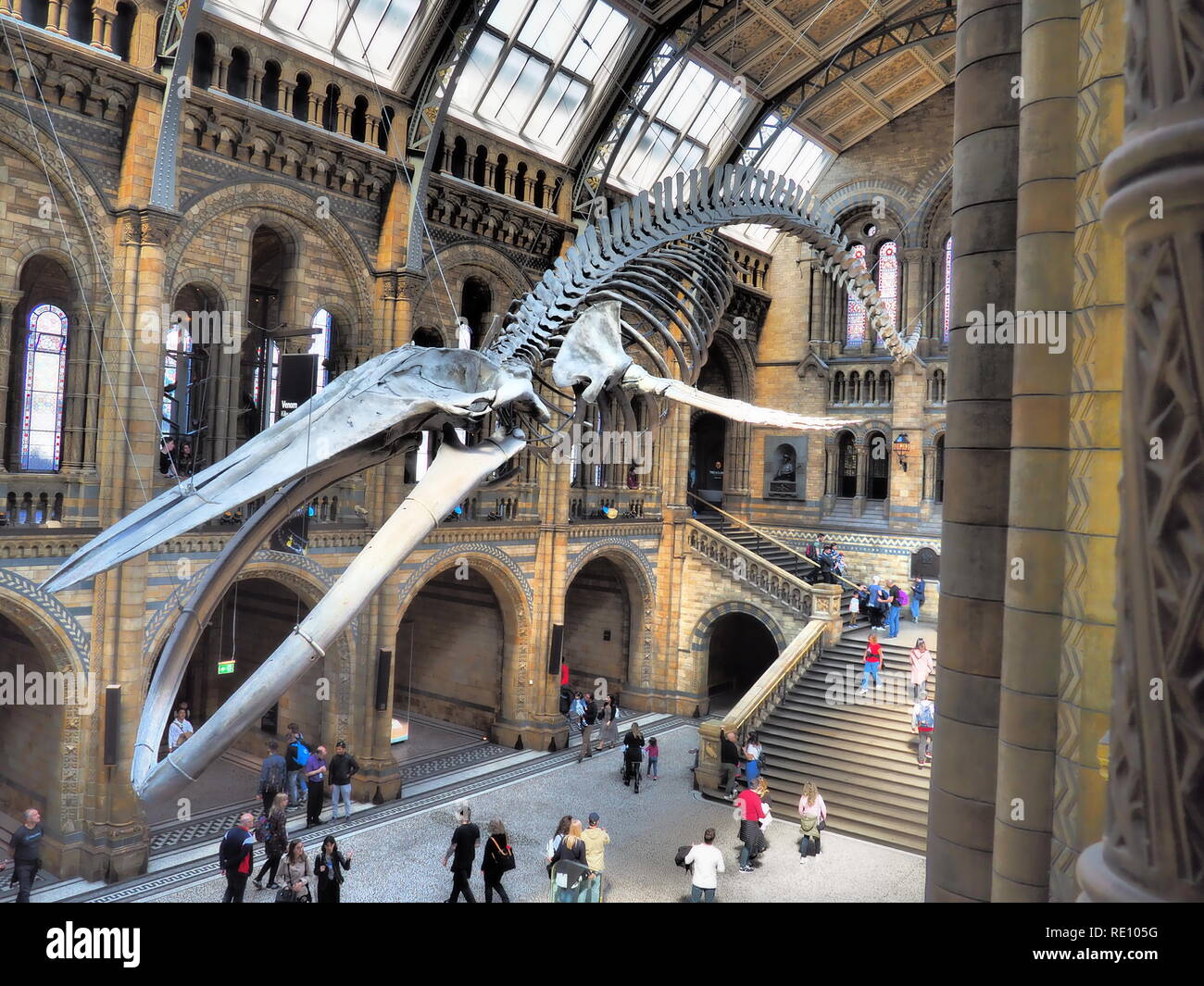 "Hoffnung" der Blauwal Skelett am Natural History Museum in London Vereinigtes Königreich angezeigt Stockfoto