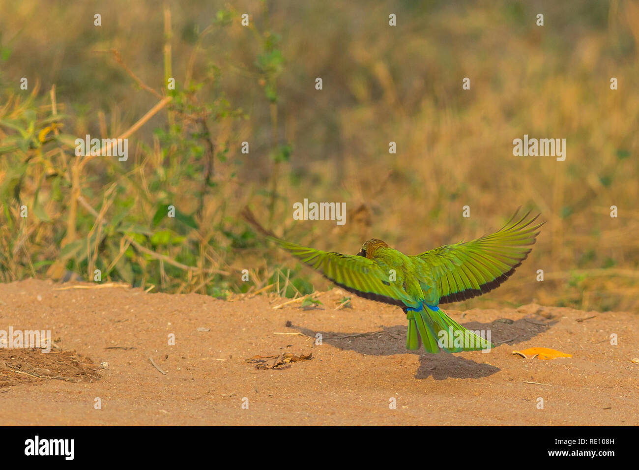Farbenfrohe Afrikanische white-fronted Bee-eater Vogel fliegen auf den Boden in Südafrika vom Krüger Nationalpark, Südafrika in Reviere. Merops bullockoides Arten Stockfoto