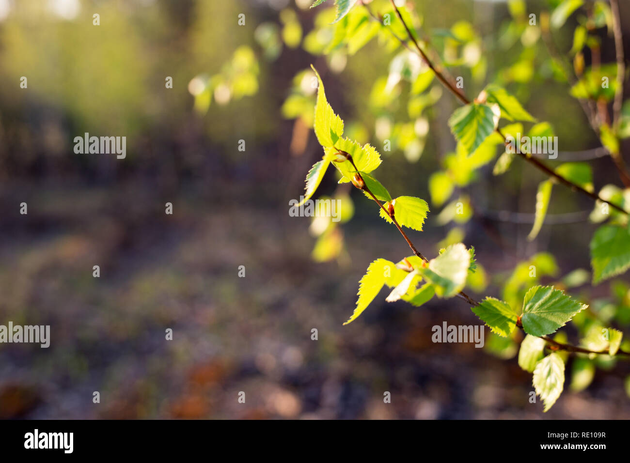 Erste Frühling Blätter auf verschwommenen Hintergrund. Frische grüne Blätter. Natürliche Hintergrund. Stockfoto