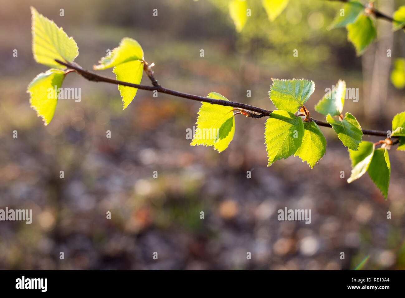 Erste Frühling Blätter auf verschwommenen Hintergrund. Frische grüne Blätter. Natürliche Hintergrund. Stockfoto